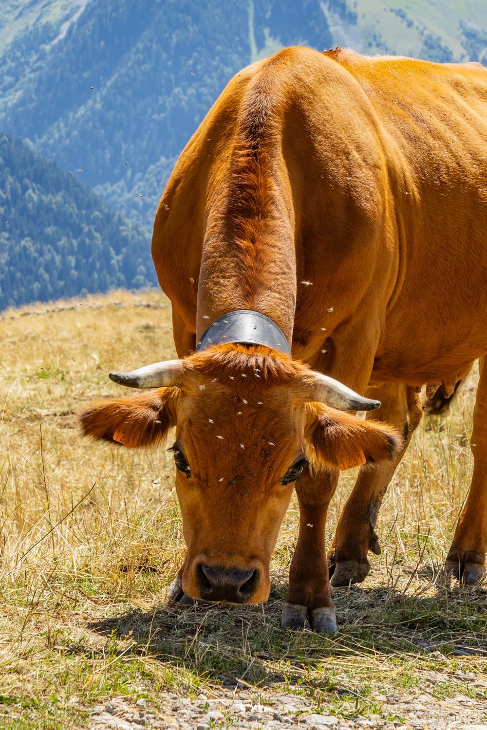 Randonnée de La Pointe d’Arcalod, Le Mont de La Coche et Tré le Mollard-82